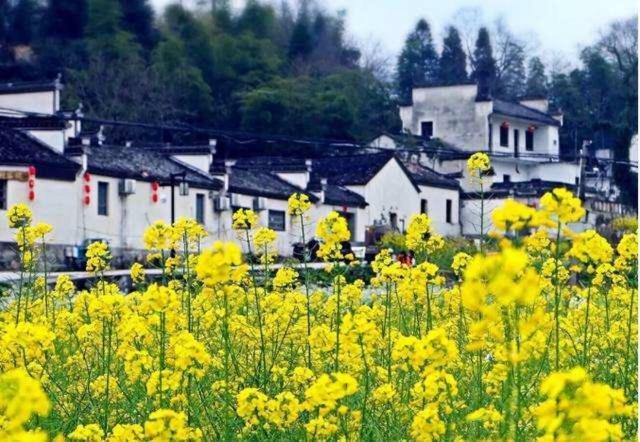 Xishan Wutong Qinyuan Montanhas Montanhas Huangshan Exterior foto